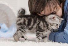 Gray kitten