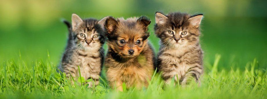 Kittens