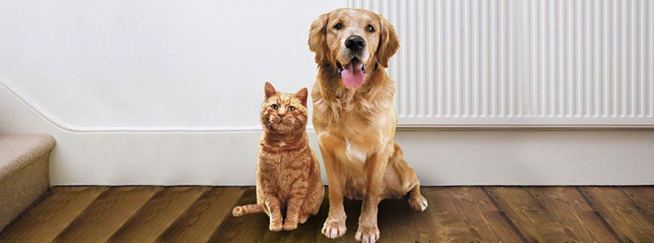 Dog and cat