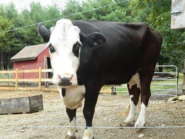 Cow — Fuel Delivery in Epsom, New Hampshire Cow — Fuel Delivery in Epsom, New Hampshire