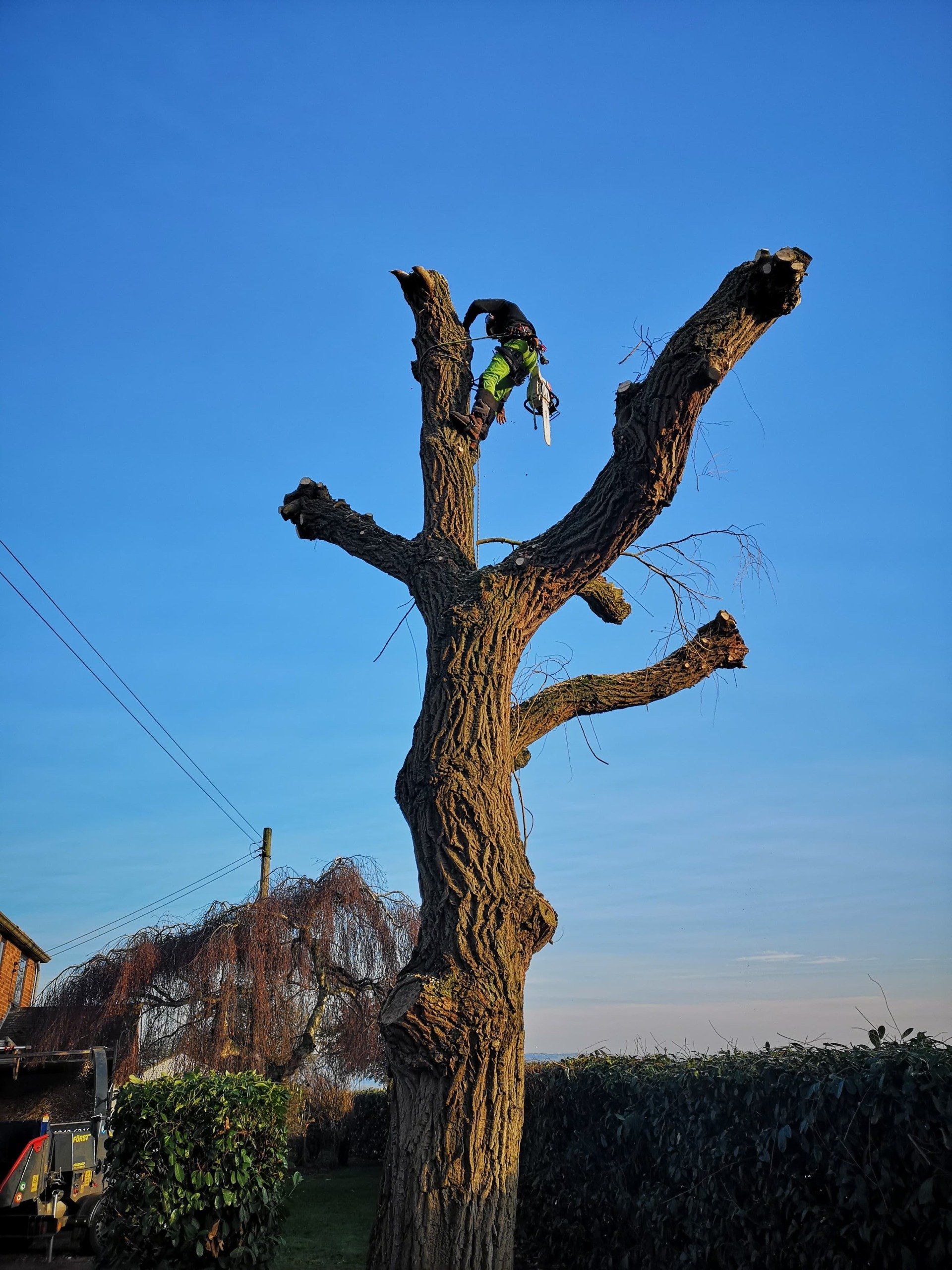 tree stump branch removal