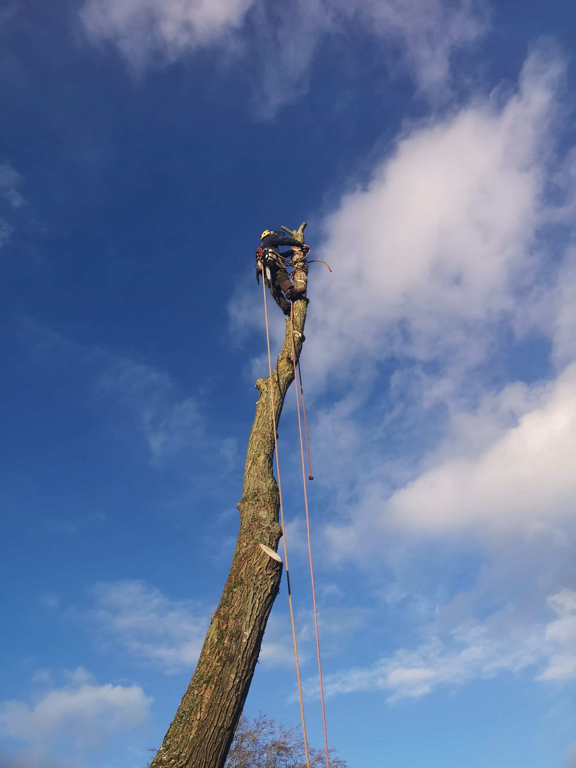 person in tree branch removal