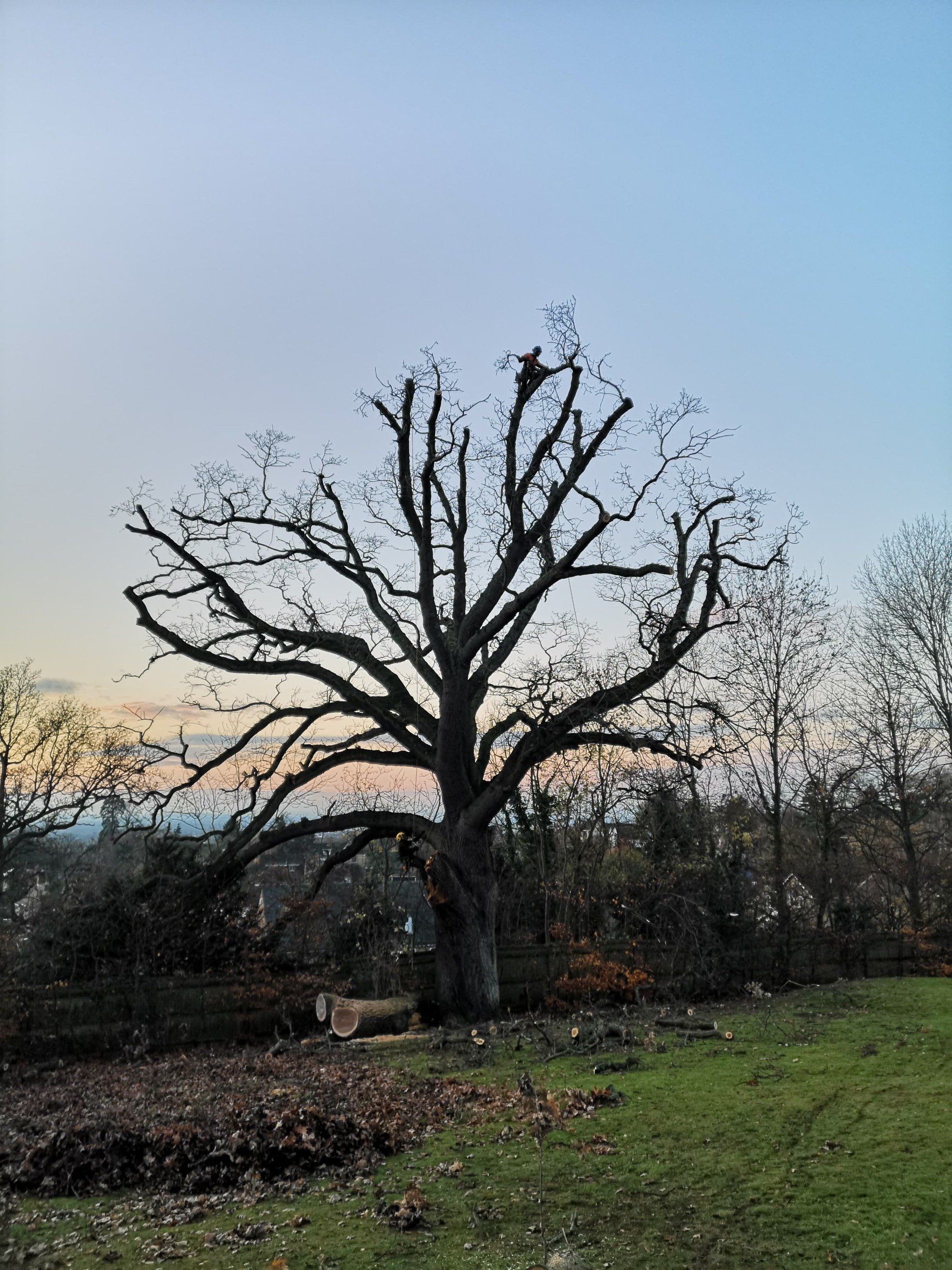 mature tree no leaves