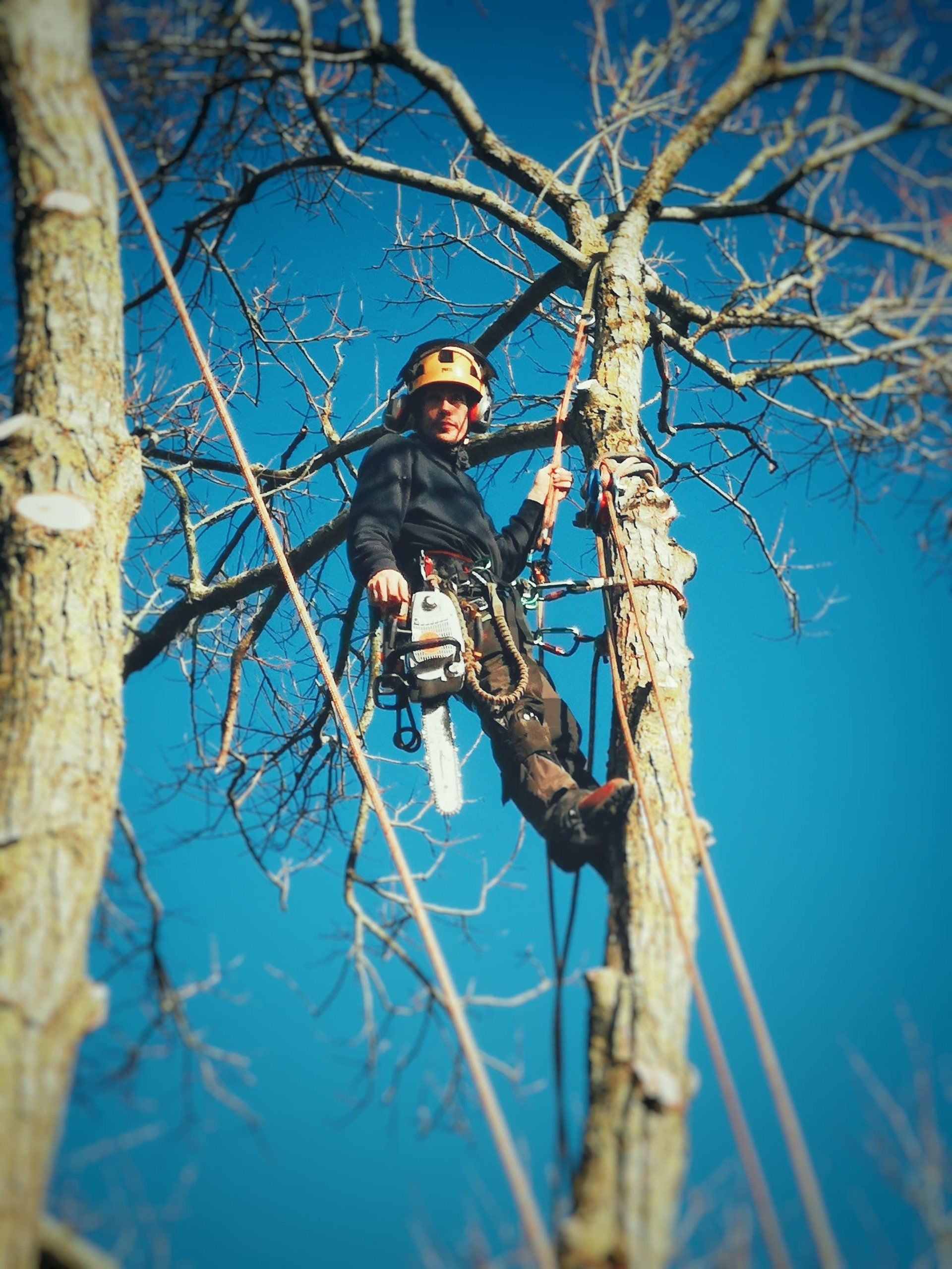 person scaling a tree to do branch removal