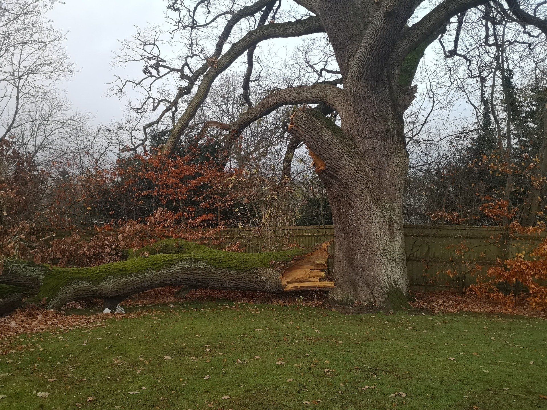 mature tree with bare branches
