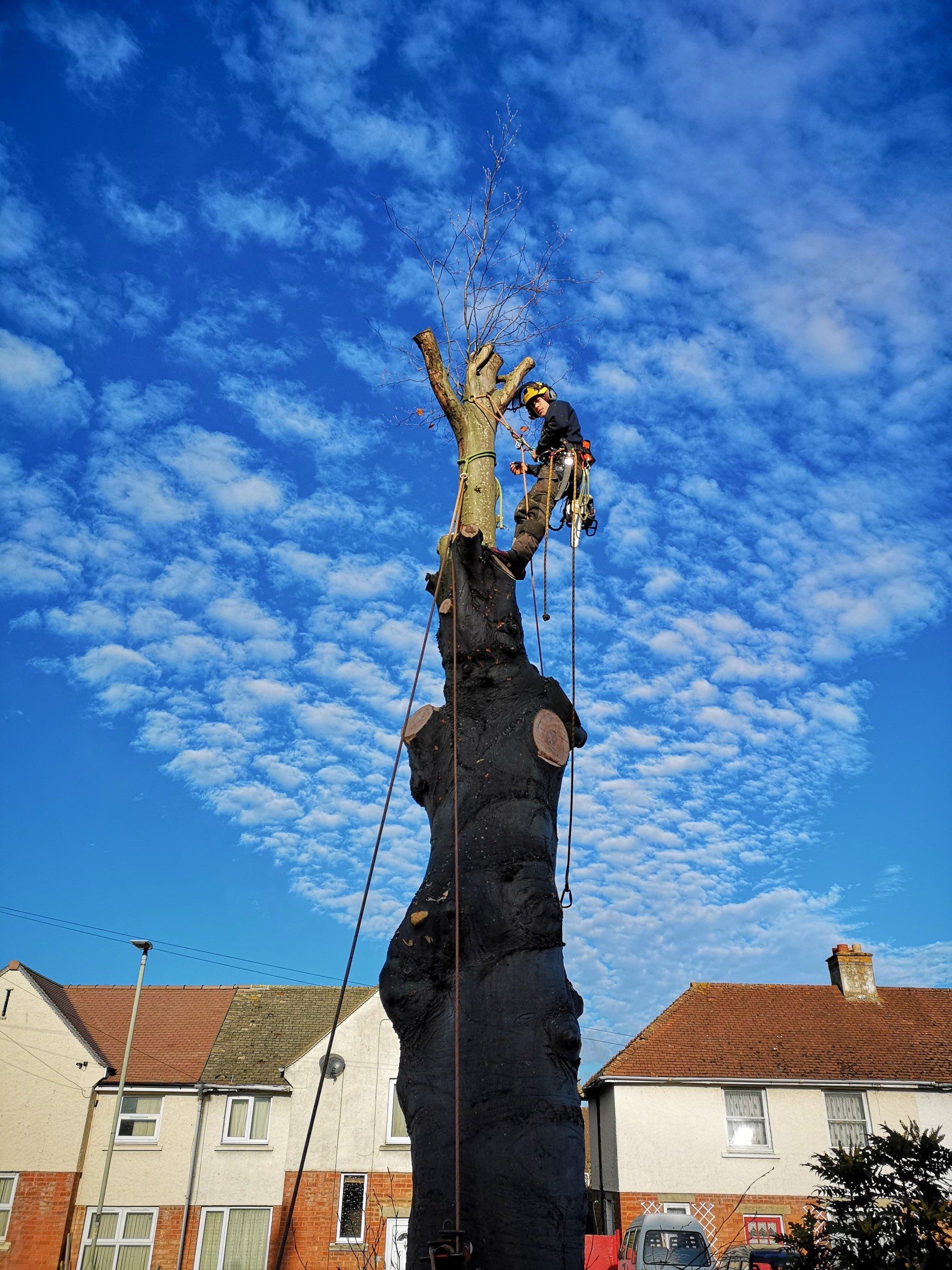 mature tree with no branches during removal