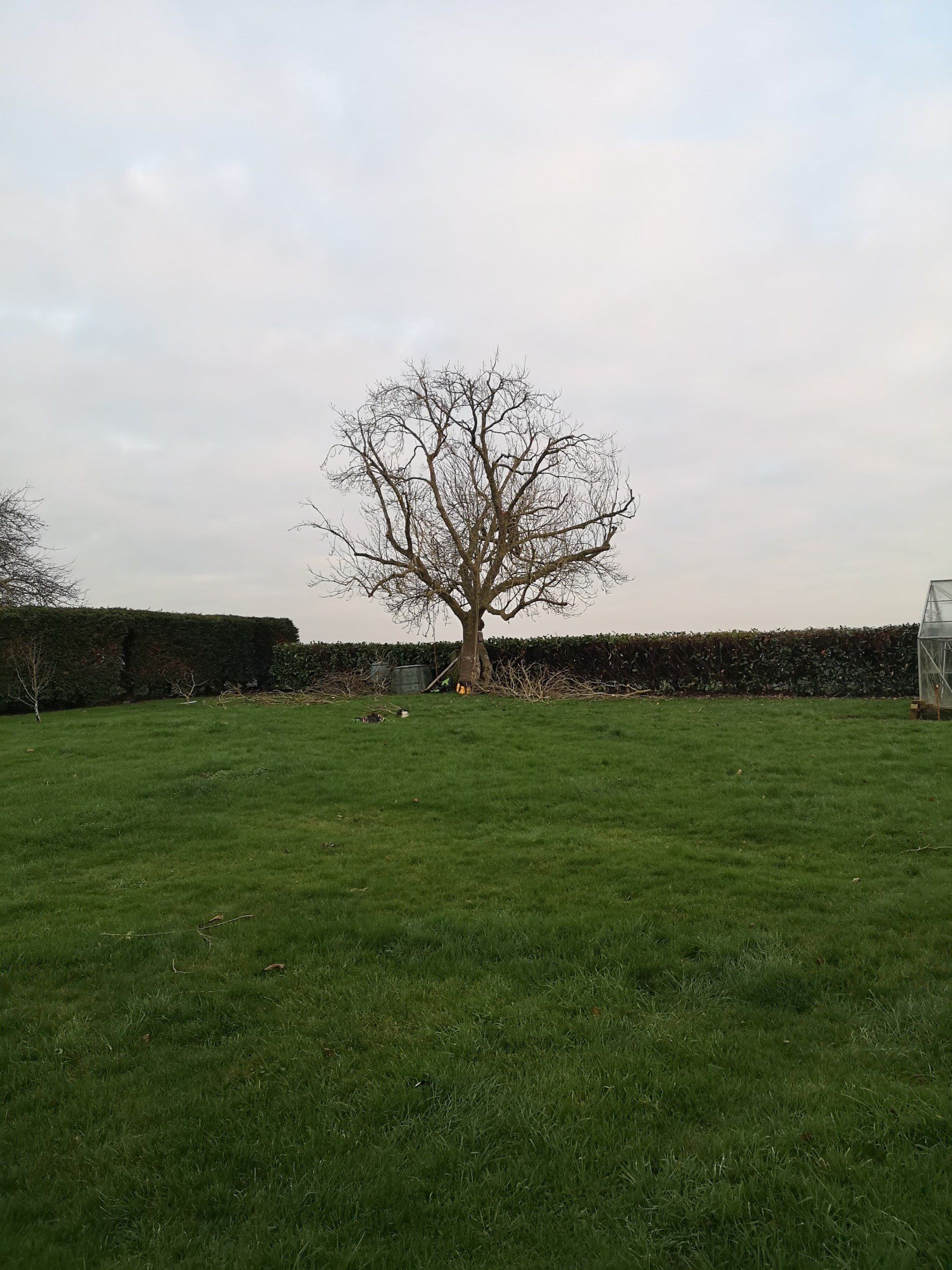 mature tree in distance
