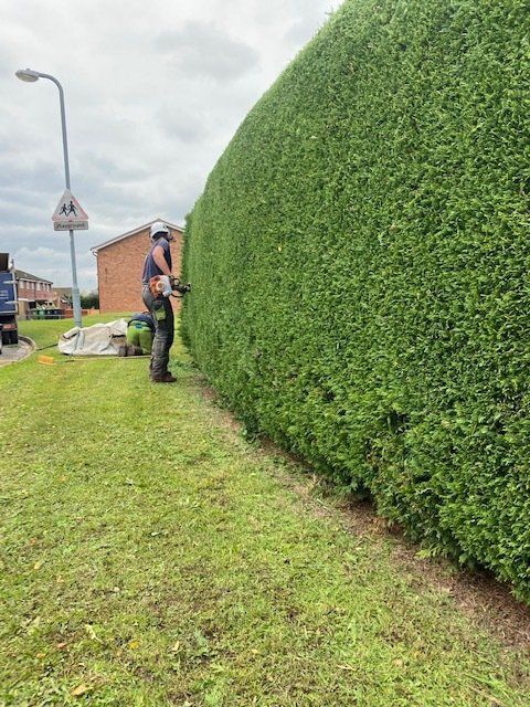 mature trimmed hedge