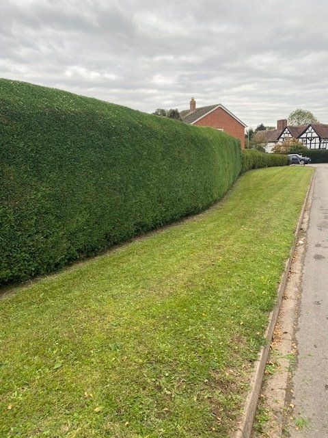 hedge trimming work
