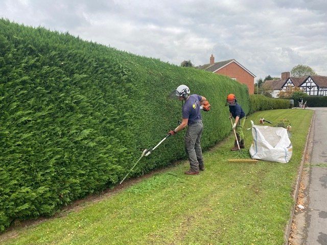 hedge trimming in action