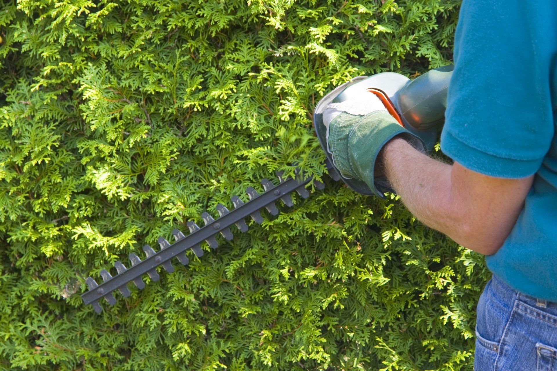 A tree surgeon pruning a hedge with hedge trimmers