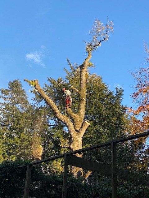 tree dismantling