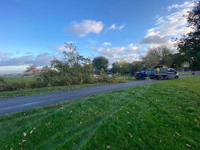 tree removal picture