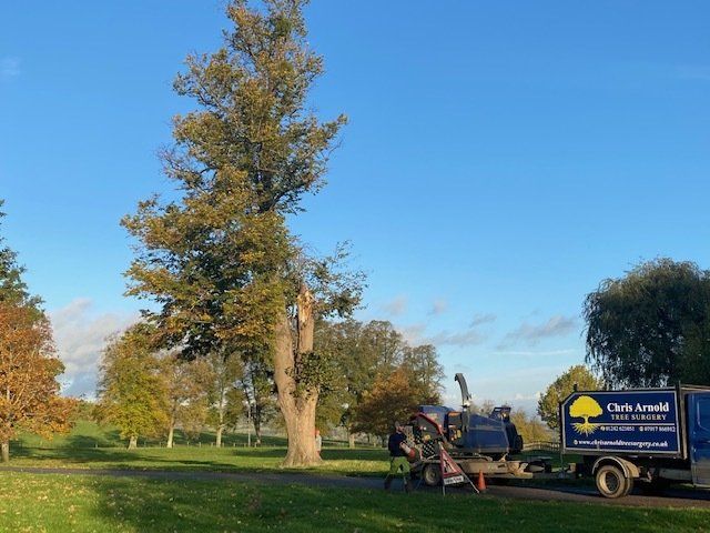 mature tree