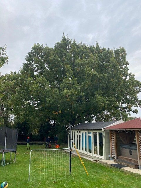 tree redution before pic