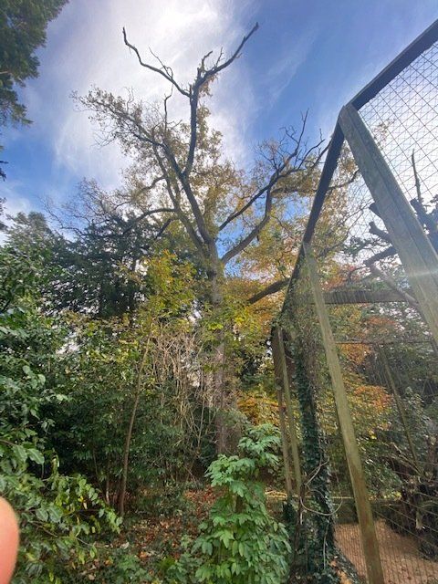 tree to be removed before pic