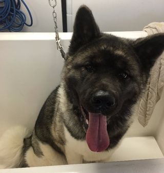 dog