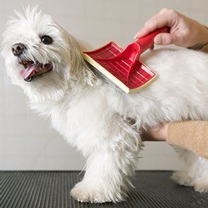 Dog grooming 