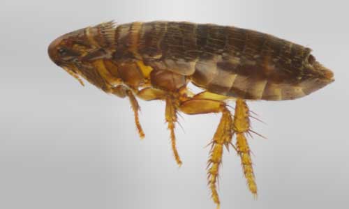 Cockroaches