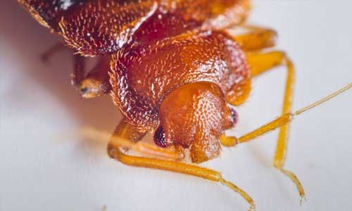 bed bugs
