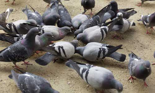 Pigeons