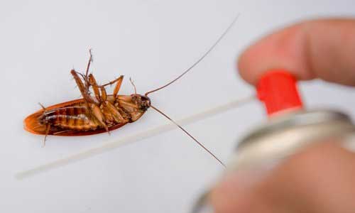 Cockroach control services
