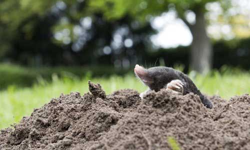Rodent and mammal control services