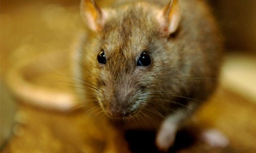 Pest control services