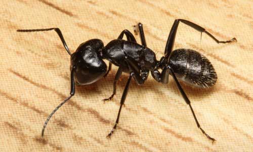 Ants