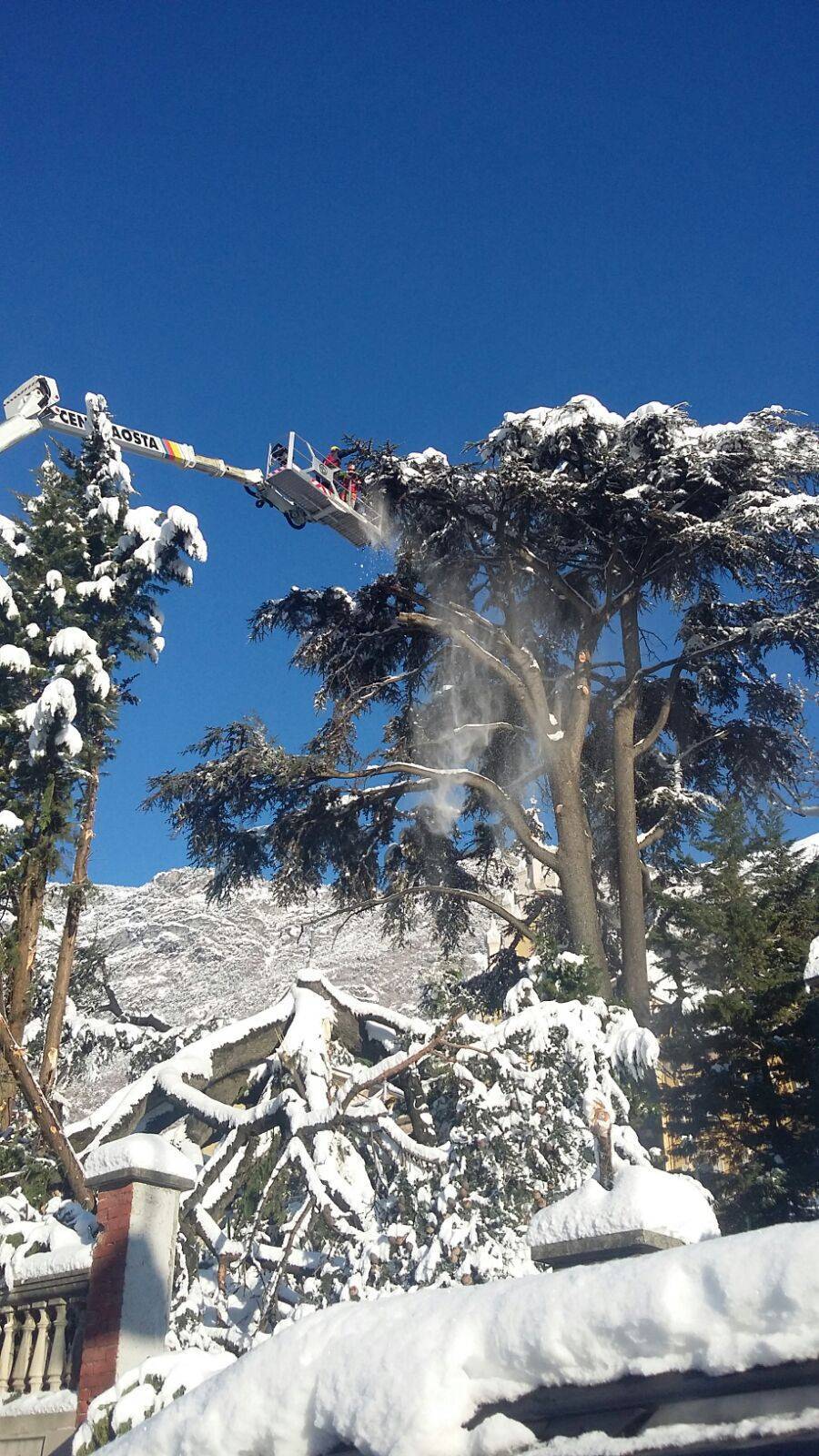 Abbattimento albero in sicurezza