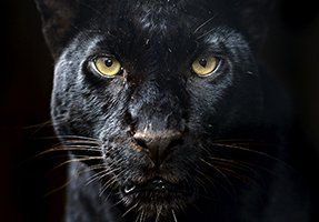 Amur Leopard — Fort Myers, FL — Panther Plumbing Inc. Amur Leopard — Fort Myers, FL — Panther Plumbing Inc.