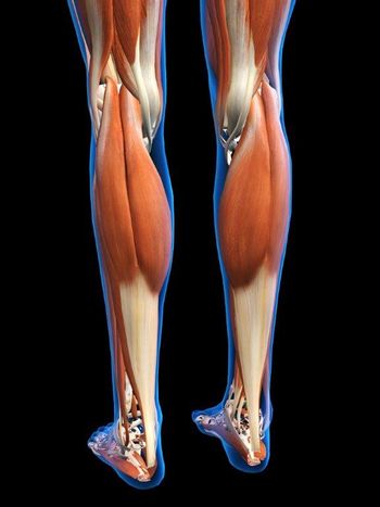 Achilles tendon see through image