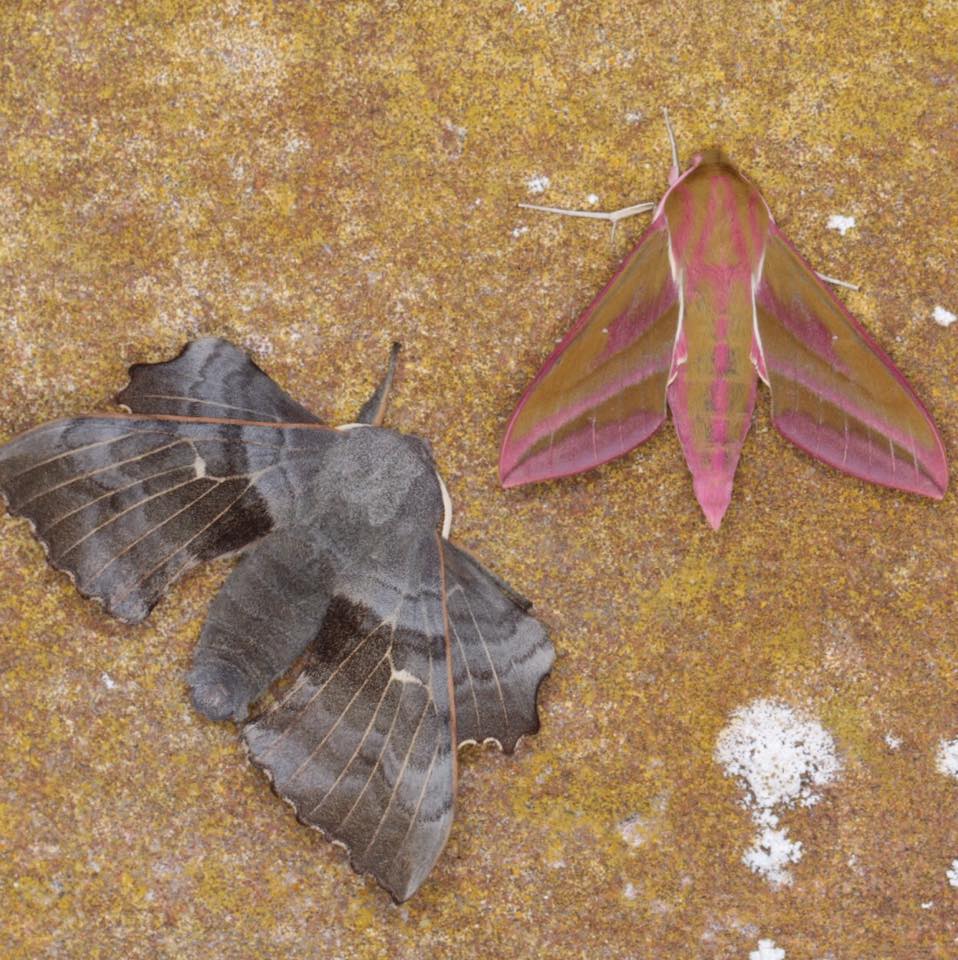 Moths in Kirkgunzeon