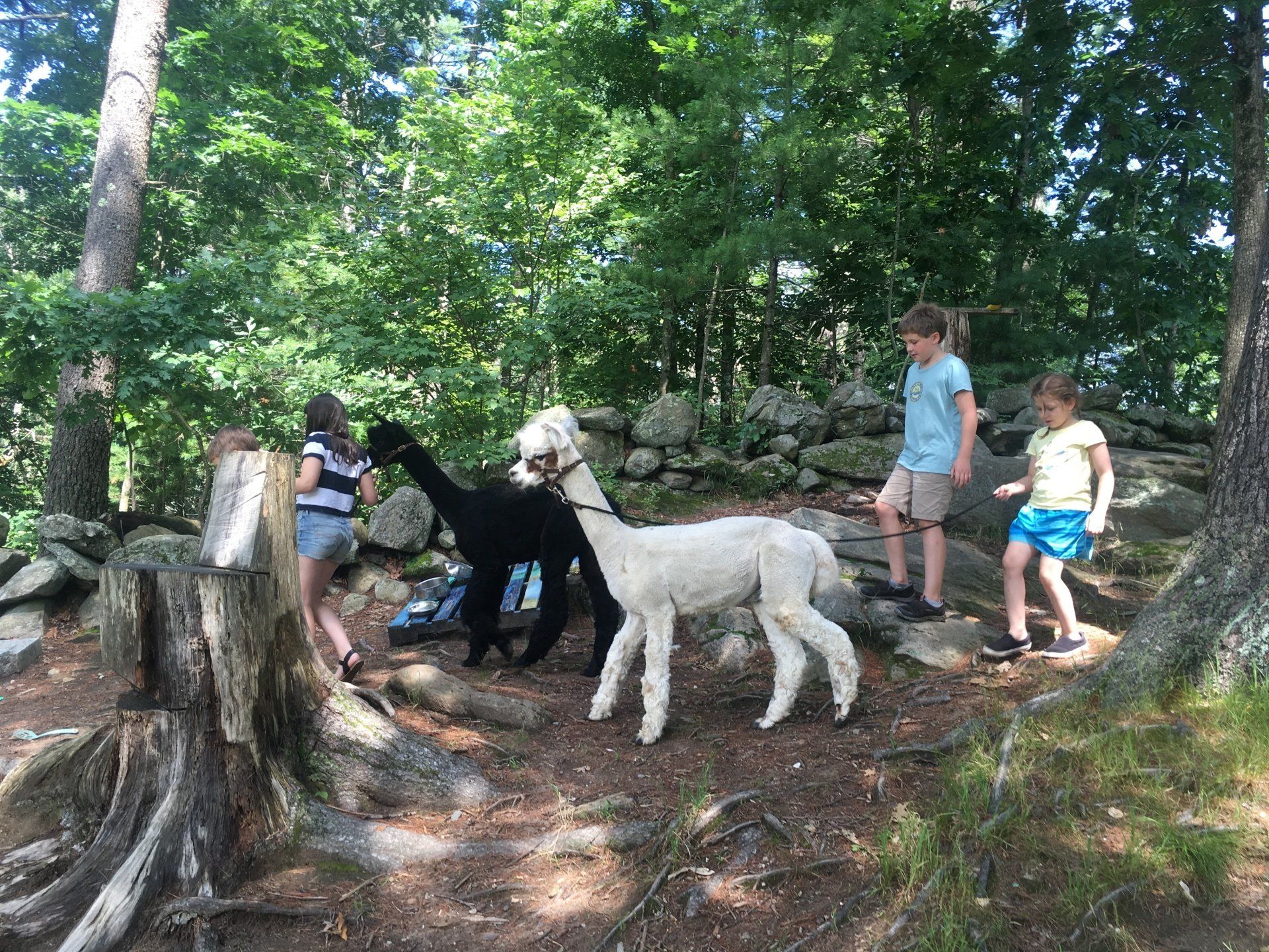 grafton camp lamas
