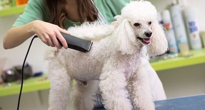 comprehensive grooming service
