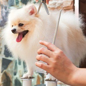 Dedicated pet groomer