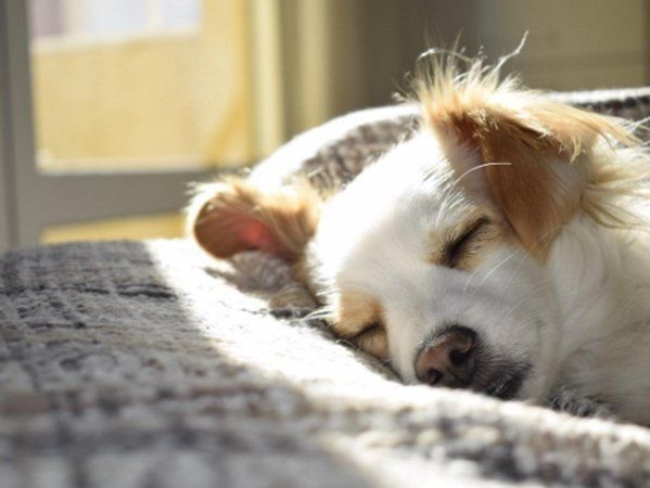 Dog Sleeping — Phoenix, AZ — Phoenix Access Control Dog Sleeping — Phoenix, AZ — Phoenix Access Control