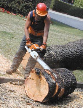 Tim Harrison Tree Services - Suffolk - Chainsaw and Stumps Tim Harrison Tree Services - Suffolk - Chainsaw and Stumps