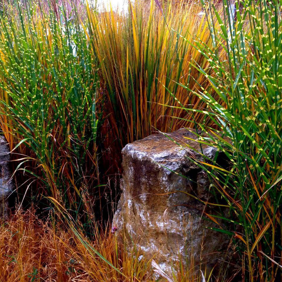 rock surrounded by tall grass in a garden
