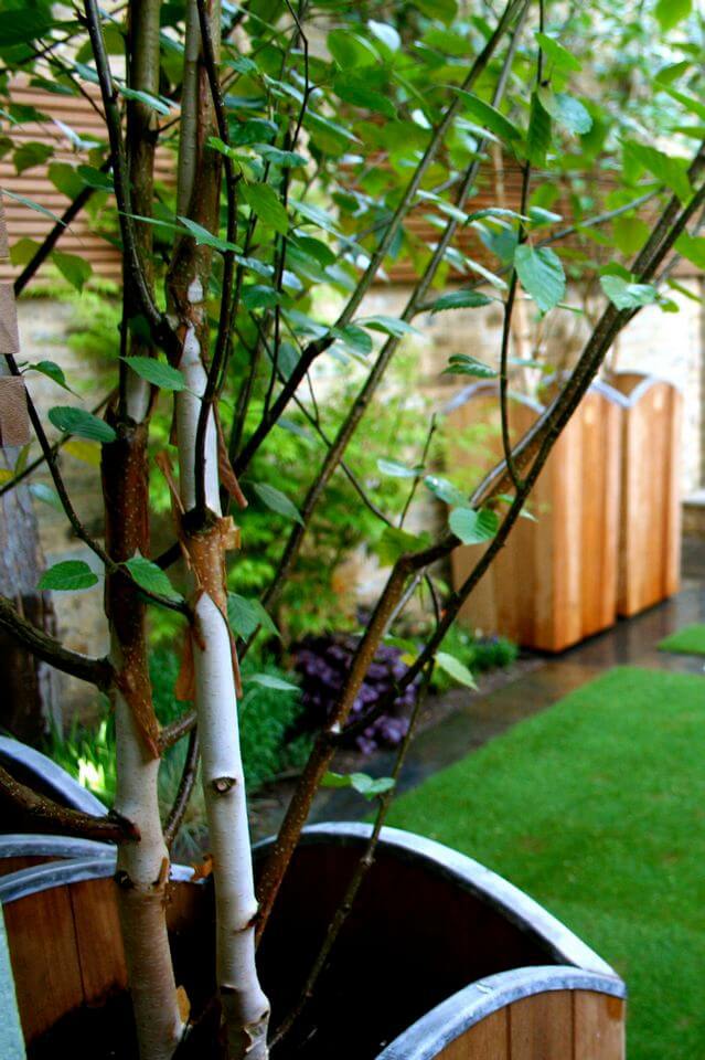 small tree in a wooden pot