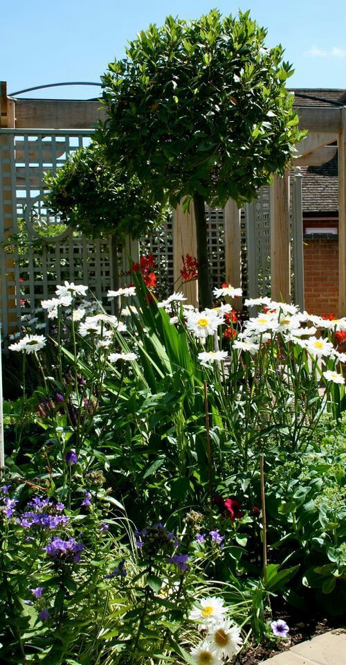 flowers and small tree positioned on a small hill in a garden