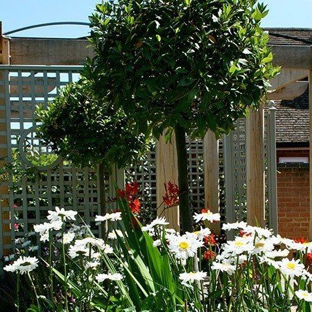 complete planter in the garden