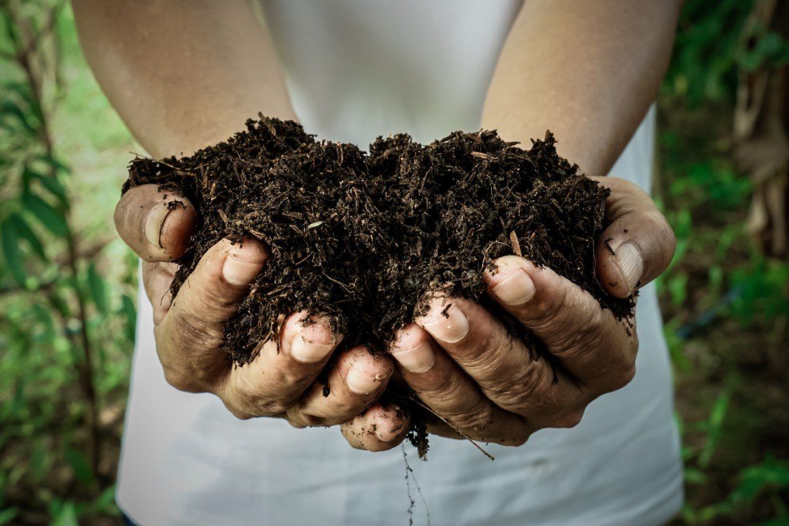 Information on organic fertilizers for plants