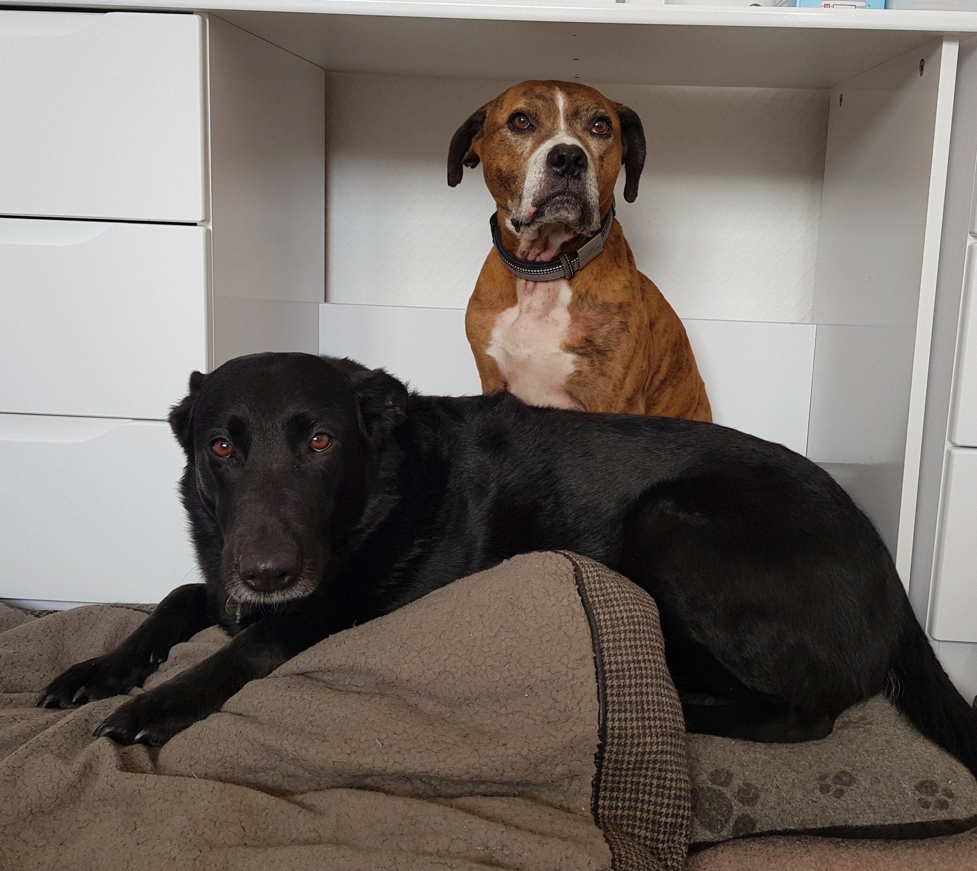 Dog guests