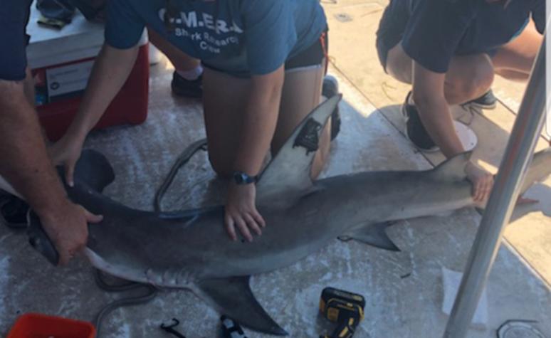 Hammerhead Shark — Clearwater, FL — Coastal Marine Education and Research Academy Hammerhead Shark — Clearwater, FL — Coastal Marine Education and Research Academy