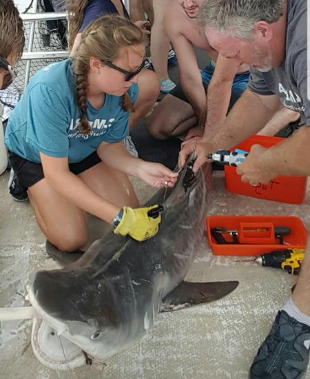 Tiger Shark — Clearwater, FL — Coastal Marine Education and Research Academy Tiger Shark — Clearwater, FL — Coastal Marine Education and Research Academy