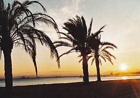 Palme Ibiza
