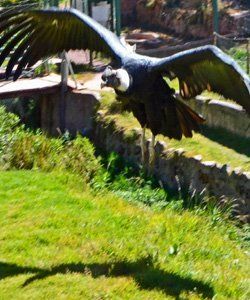 Condor