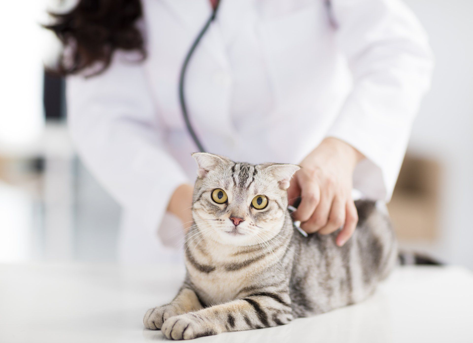 Wellness Exams -  Veterinarian Medical Doctor in Mullica Hill, NJ