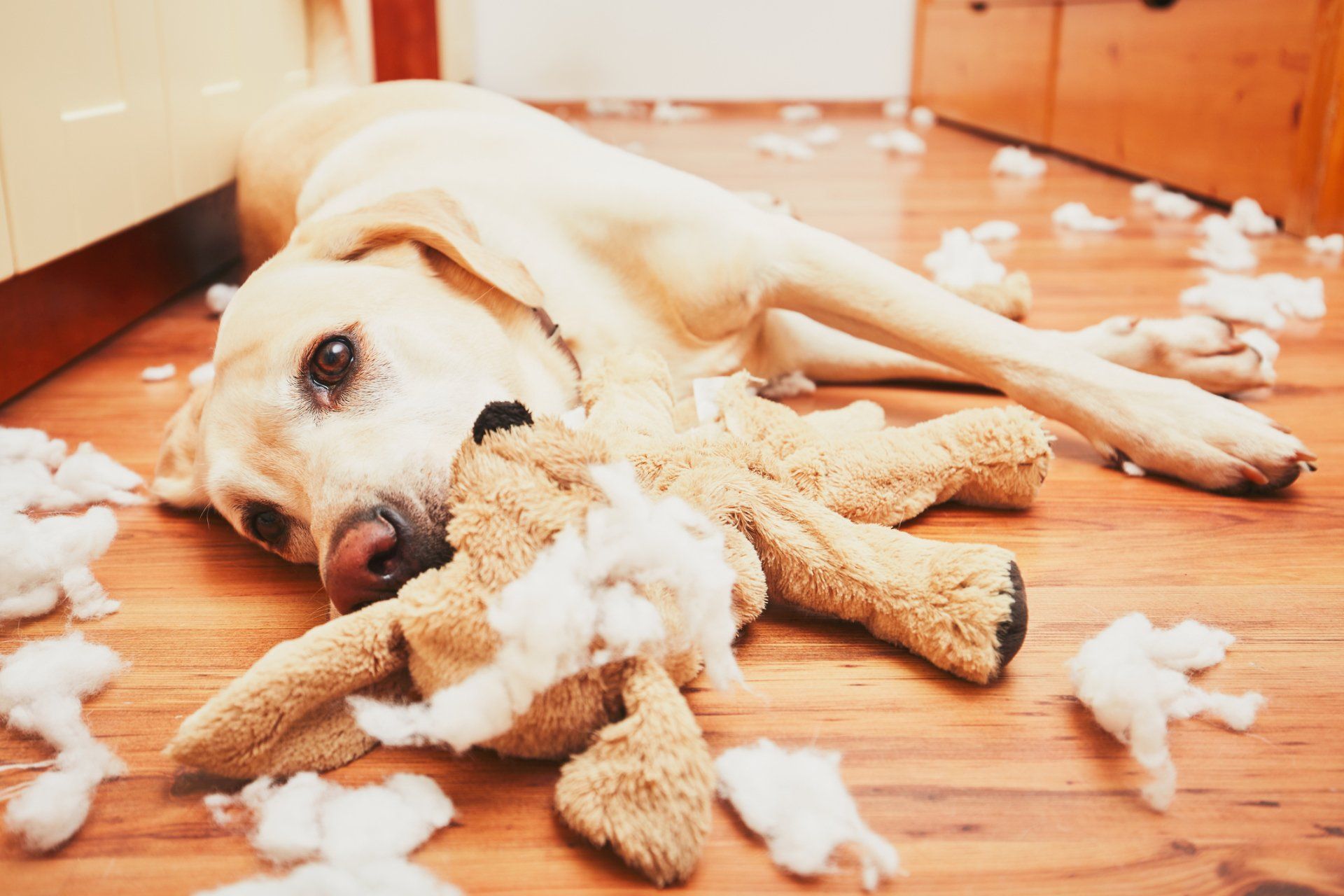 Dental Care - Naughty dog in Mullica Hill, NJ Dental Care - Naughty dog in Mullica Hill, NJ